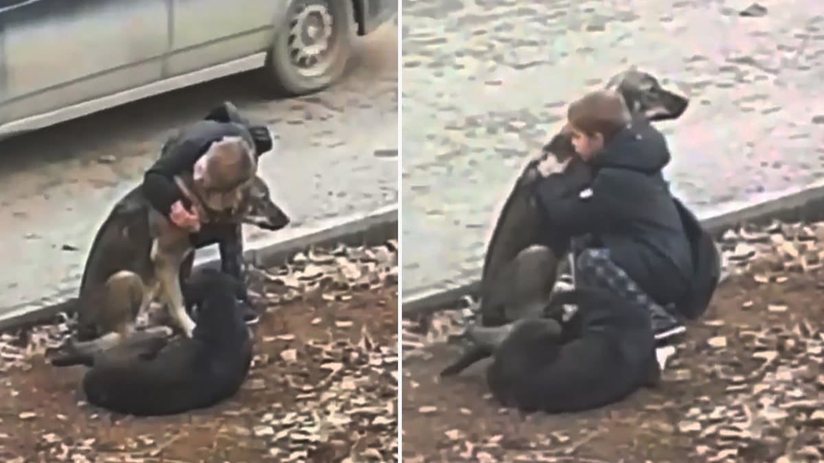 Vidéo: Un garçon s'arrête pour faire des câlins à deux chiens sans abri alors qu'il pense que personne ne regarde.