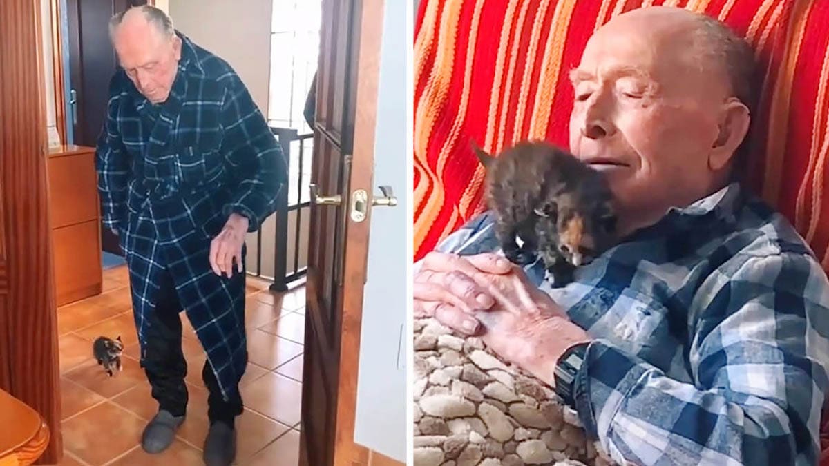 Vidéo: Un grand-père de 100 ans noue une amitié des plus douces avec un minuscule chaton