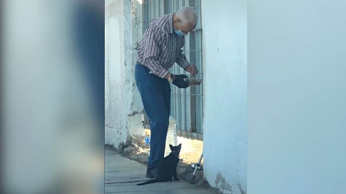 Vidéo: Un homme âgé rend visite à un chaton sans abri tous les jours pour lui apporter de la nourriture et de l'eau.