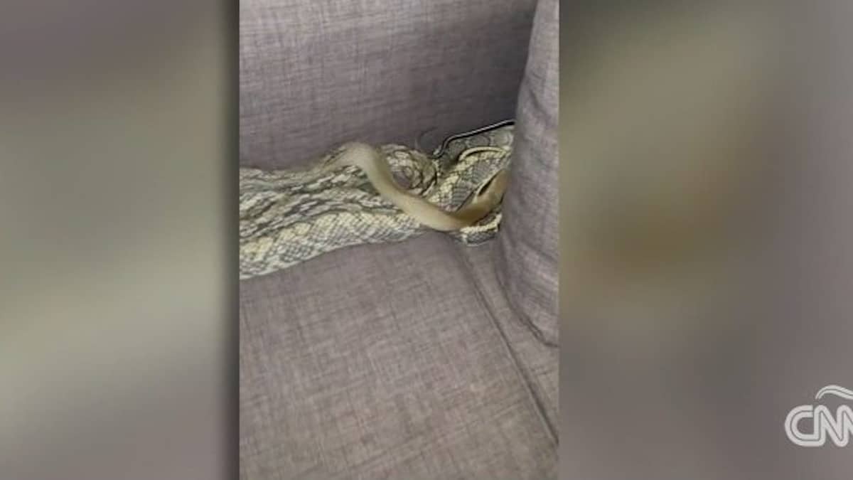 Vidéo : Un homme de Californie a trouvé un serpent de plus de 2 mètres de long dans son canapé, impressionnant