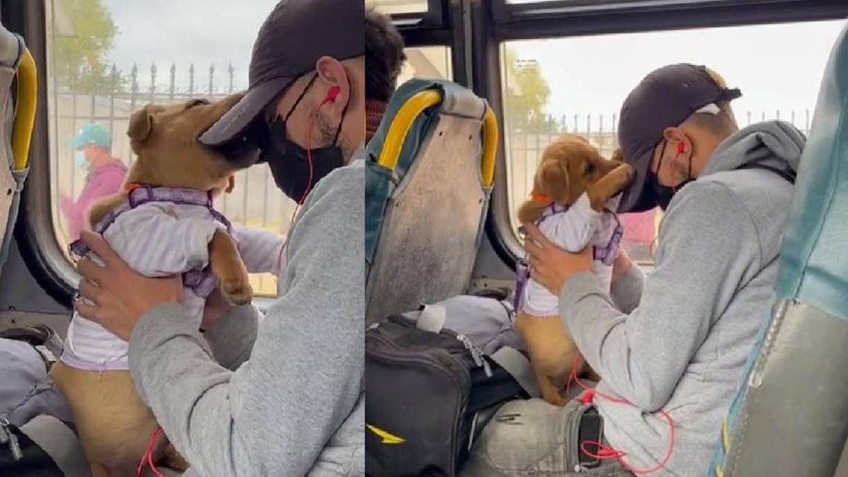 Vidéo: Un jeune homme voyage en bus avec son chien et joue avec lui pour l'empêcher de s'ennuyer
