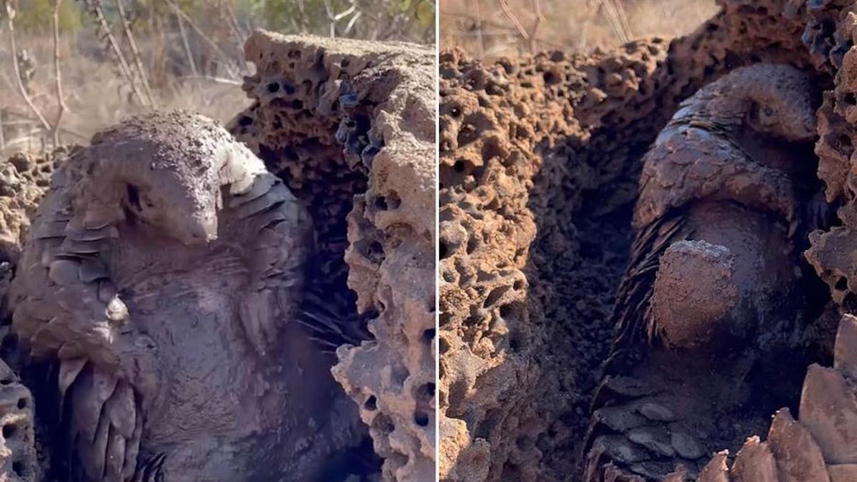 Vidéo: Un petit pangolin secouru ne peut contenir sa joie en prenant un bain de boue