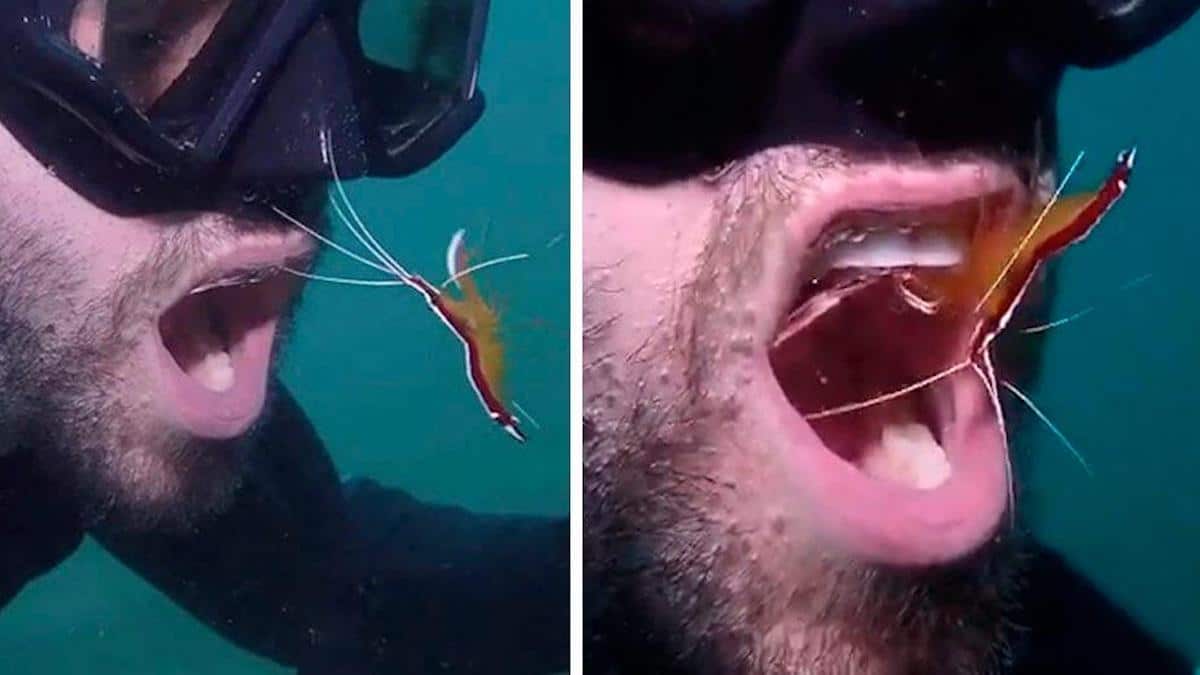 Vidéo: Un plongeur se fait nettoyer les dents chaque semaine par la même petite crevette mignonne.