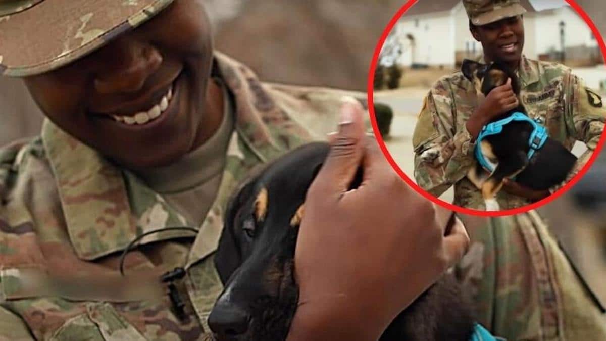 Vidéo: Un sergent a remué ciel, terre et mer pour retrouver la chienne errante qu'il a sauvée en service.