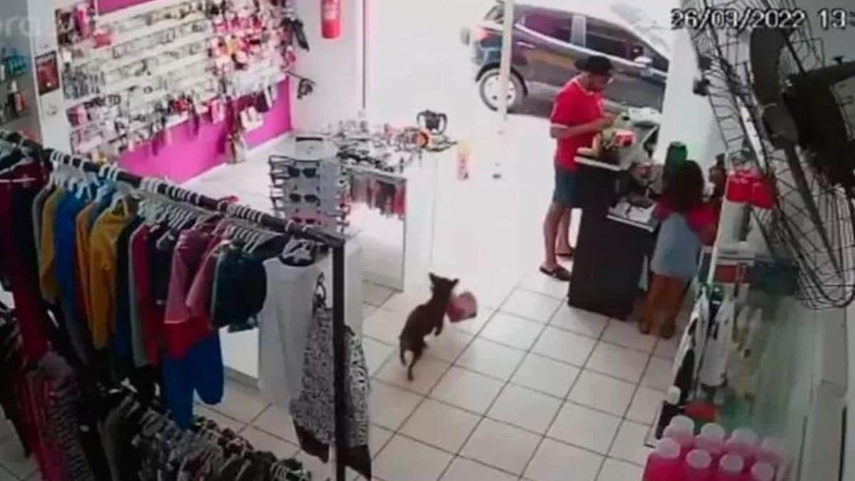 Vidéo: Une caméra de sécurité enregistre un chien en train de "voler" une peluche dans un magasin.