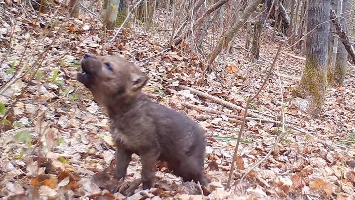 Vidéo : Une caméra de suivi capture les premiers hurlements d'un adorable bébé loup minuscule