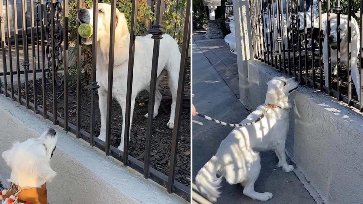 Vidéo: Une chienne apporte une balle à son meilleur ami chaque fois qu'elle passe devant sa maison.