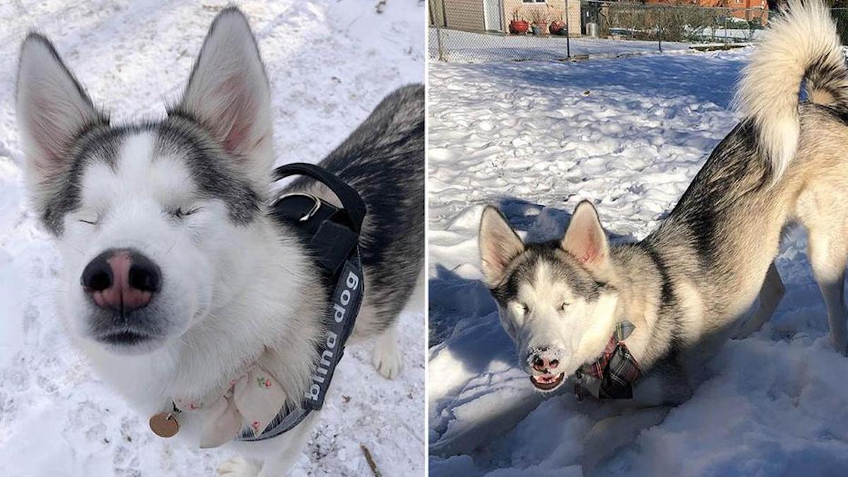 Vidéo: Une chienne aveugle ne peut contenir son excitation à la seconde où elle sent la neige