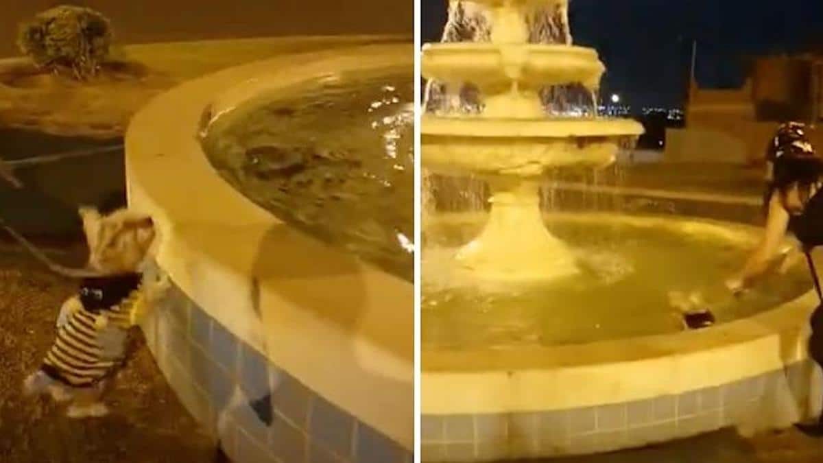 Vidéo: Une chienne fanatique de l'eau se jette dans une fontaine et ses maîtres n'arrivent pas à la faire sortir.