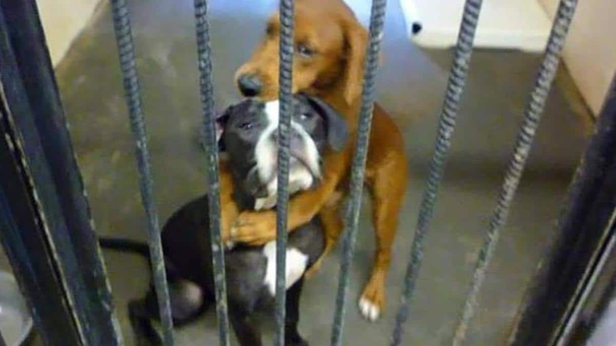Vidéo: Une chienne sauve un ami de l'euthanasie après que son câlin soit devenu viral.