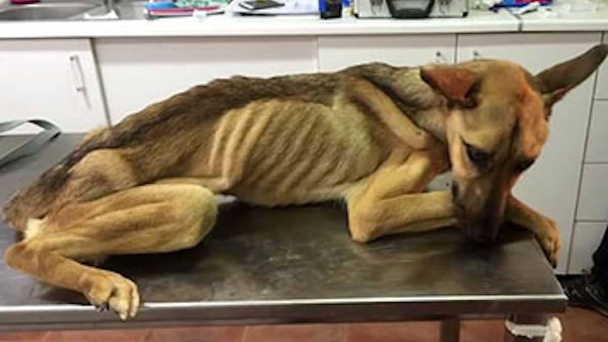 Vidéo: Une chienne sauvée qui était dans les os se transforme de manière impressionnante