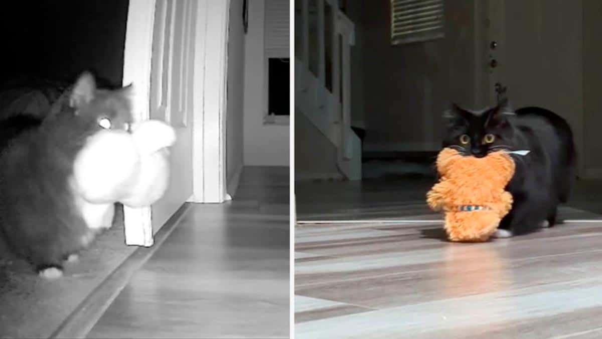 Vidéo: Une femme attrape son chat volant les jouets de sa fille en caméra cachée