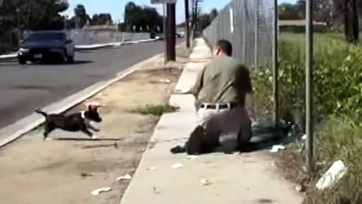 Vidéo: Une maman chien panique lorsqu'elle voit un homme attraper son unique chiot