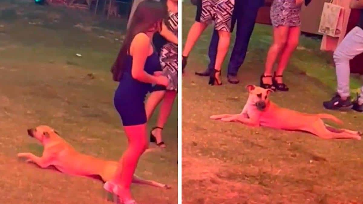 Vidéos: Un chien s'introduit dans une fête et tente d'atteindre la nourriture sans se faire remarquer.
