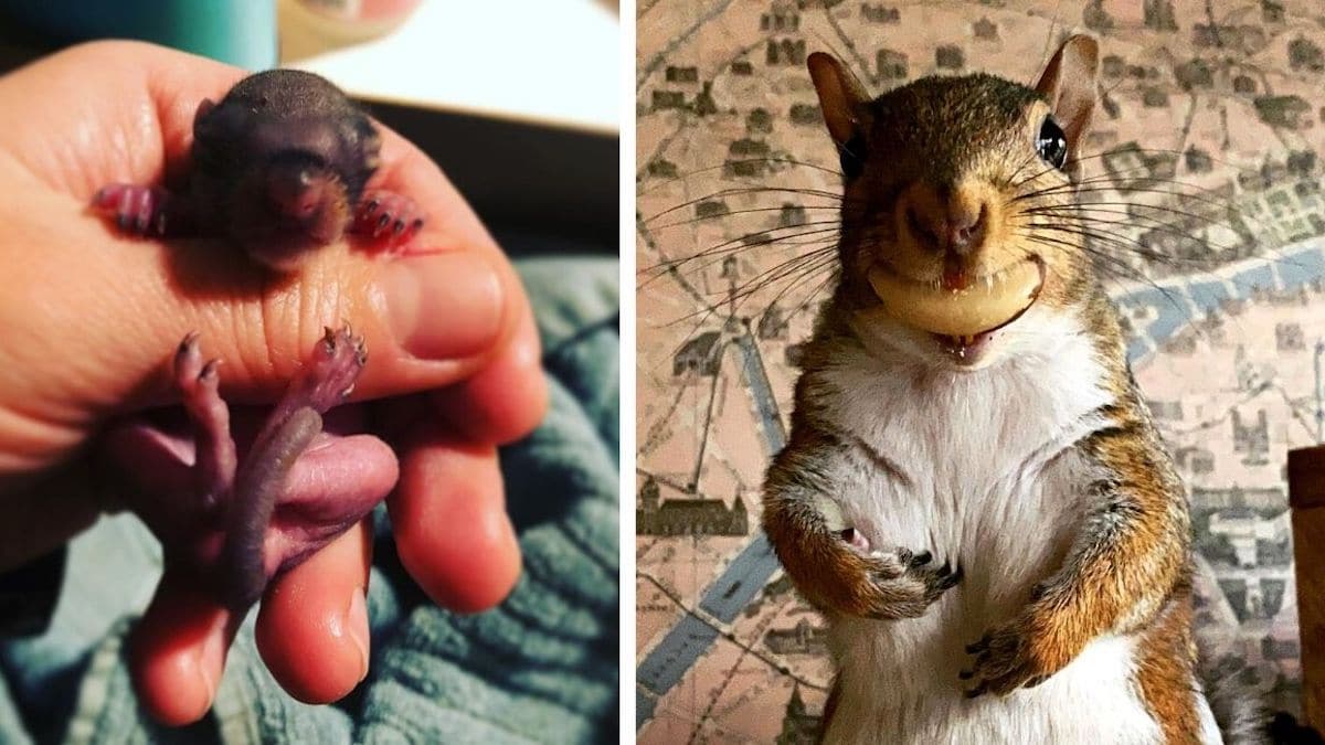 Vidéos: Une femme trouve un bébé écureuil et décide d'en prendre soin pendant des années