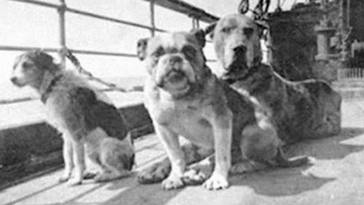 Vie et mort : l'incroyable fin des chiens qui ont voyagé sur le Titanic