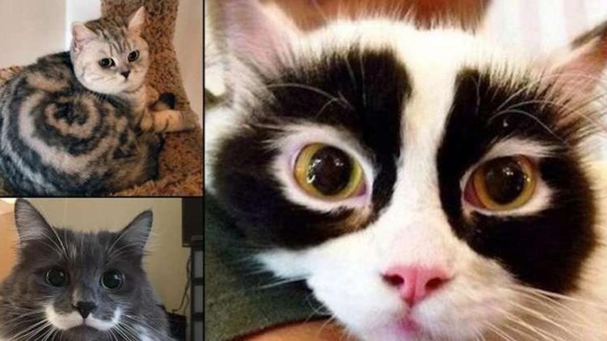 15 Photos de chats avec une apparence très particulière et magnifique
