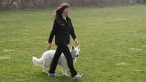 8 étapes faciles pour entraîner votre chien à marcher sans laisse à vos côtés