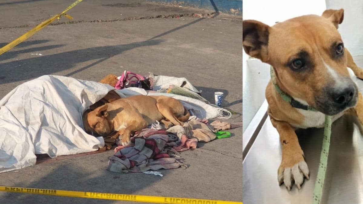 Amis pour toujours ! Un chien reste à côté de son maître décédé à l'extérieur d'un métro