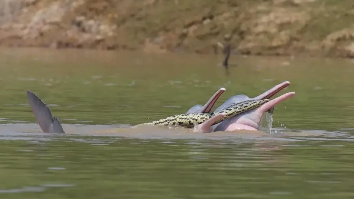 Ces dauphins "jouaient" avec un Anaconda et maintenant les scientifiques ont de nombreuses questions