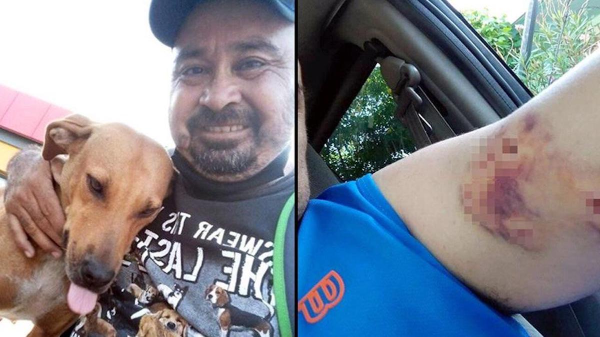 Cet homme mordu par une chienne errante a décidé de l'aider et de lui donner une meilleure vie