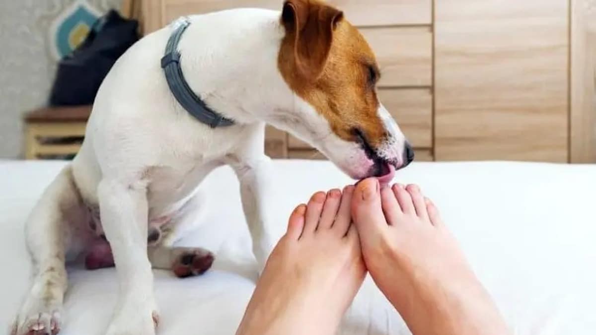 Découvrez la raison pour laquelle votre chien lèche vos pieds
