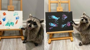 Des artistes "ratons laveurs" posent fièrement à côté de leurs peintures et ils ont l'air si heureux
