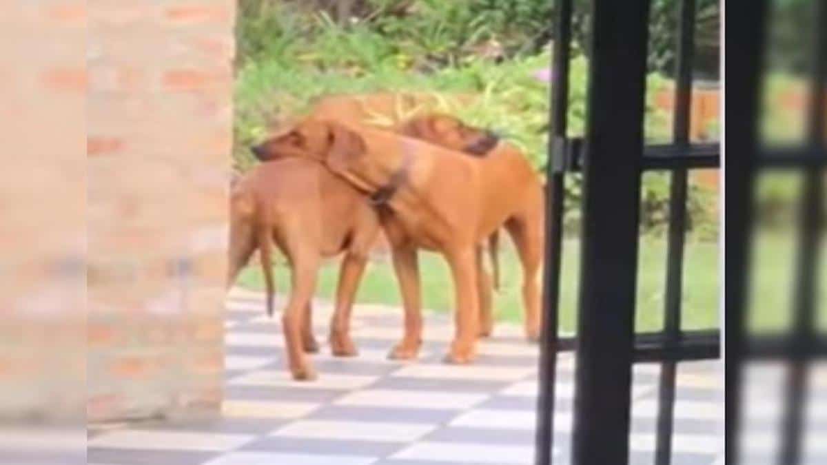 Des frères chiens s'embrassent dans un moment chaleureux, sublime !