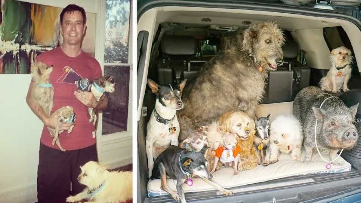 Des photos incroyables d'un homme qui consacre sa vie à sauver des chiens âgés qui ne trouvent pas de foyer