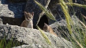Évènement miraculeux : 4 lynx naissent après que le dernier lynx mâle soit mort de noyade