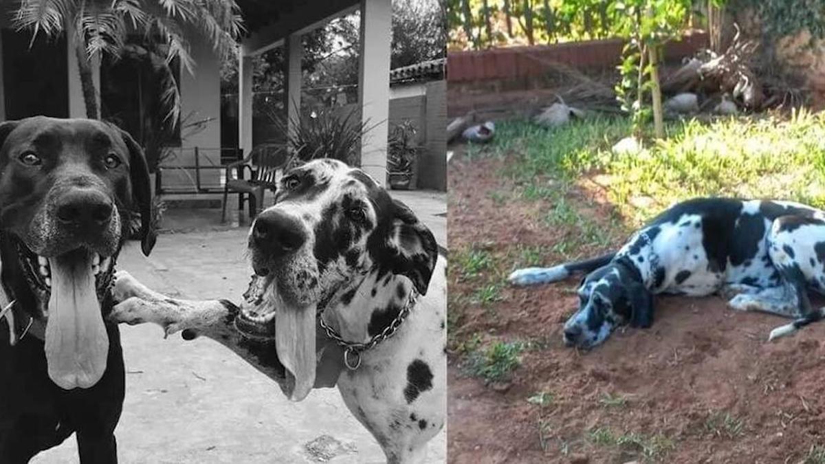 "Il ne se remet pas de sa" : un chien fidèle, dort à l'endroit où son meilleur ami a été enterré