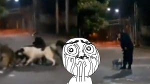 La police sauve un chien attaqué par une meute et bouleverse les internautes, poignant !