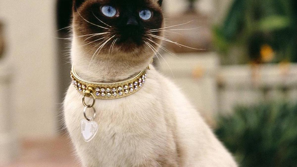 Le chat siamois : la race de "chat" originaire de Thaïlande, magnifiques photos !