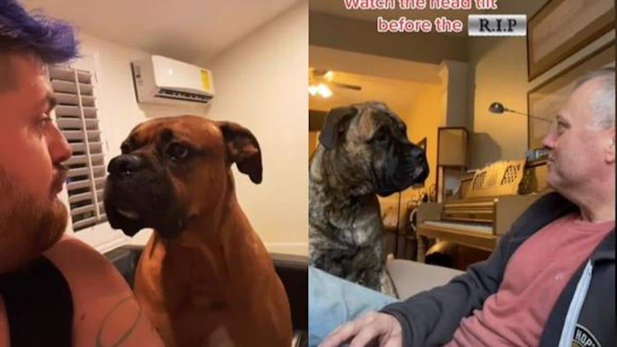 Les experts mettent en garde contre les dangers du défi "aboie" : "Votre chien pourrait vous mordre" (Vidéos)