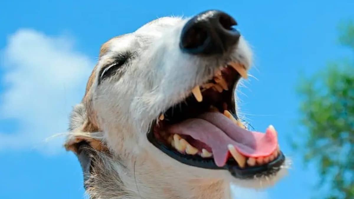 Les remèdes de grand-mère MAGIQUES pour la mauvaise haleine des chiens