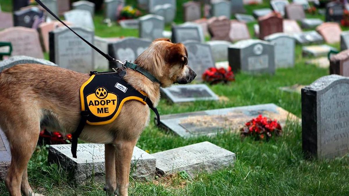 Qu'arrive-t-il à un chien lorsque son maître meurt ?