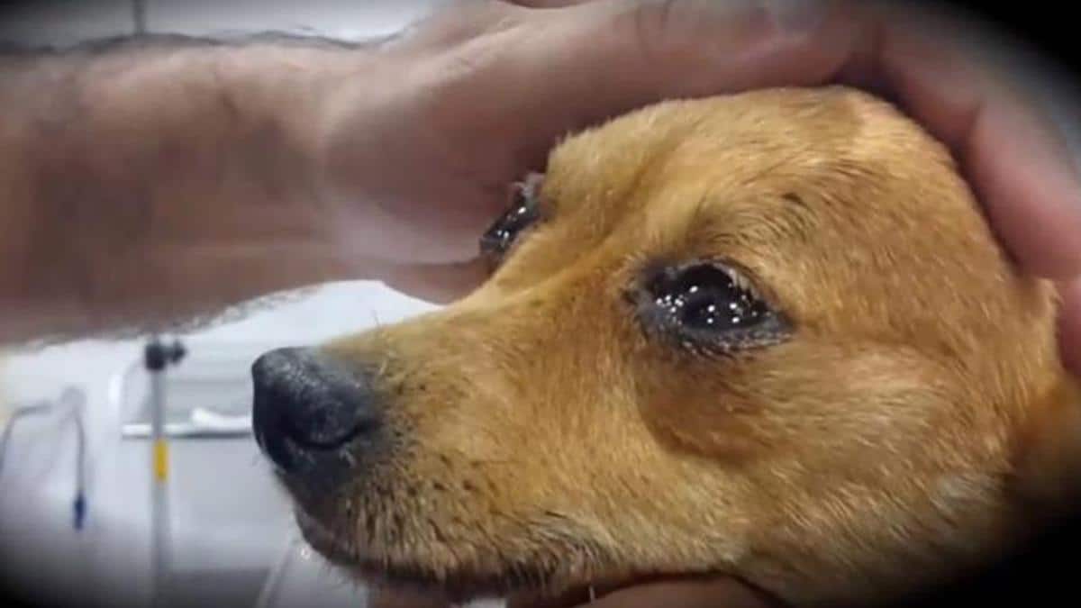 Selon un vétérinaire, la dernière chose que font les chiens avant de mourir, est de chercher leurs maîtres avec leurs yeux