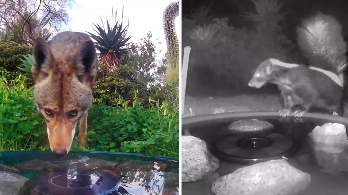 Une caméra cachée capture des animaux partageant une source d'eau dans leur jardin