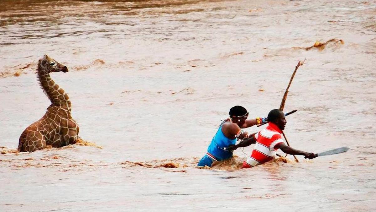 Un bébé Girafe en train de se noyer est sauvé par des villageois d'une rivière infestée de Crocodiles