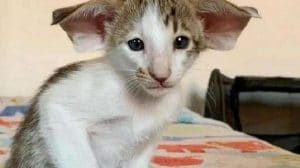 Un chat aux longues oreilles et dents est pris pour une chauve-souris, personne n'en veut