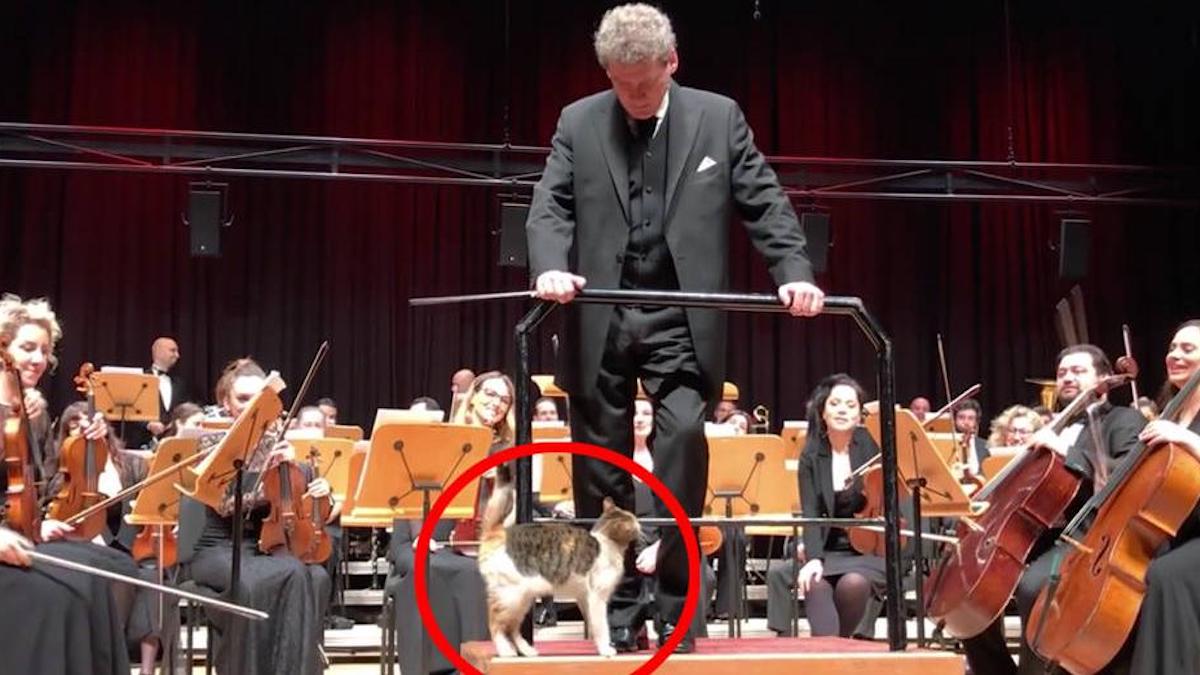 Un chat coquin interrompt un concert en direct et vole le spectacle, sublime vidéo !