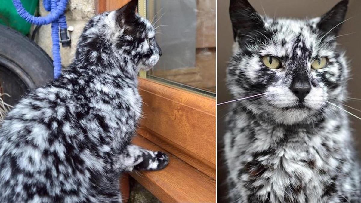 Un chat de 19 ans né noir développe une fourrure marbrée brillante à cause du vitiligo