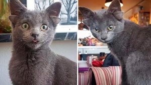 Un chat né avec quatre oreilles devient viral sur Instagram