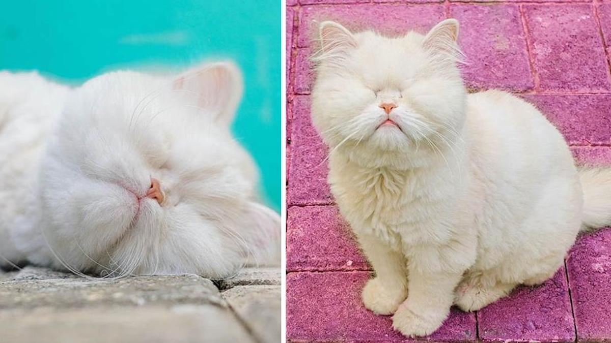 Un chat persan aveugle devient une star des réseaux sociaux après avoir été sauvé, sublime !