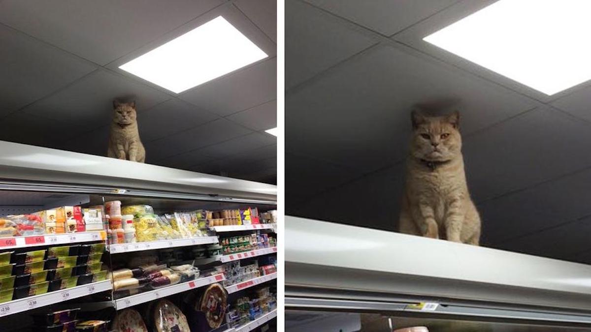 Un chat refuse de quitter le supermarché, peu importe le nombre de fois où il se fait expulser