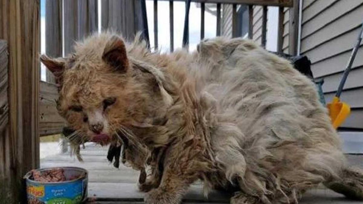 Un chat sale et affamé supplie qu'on l'aide à enlever l'enchevêtrement de poils qui l'empêche de marcher