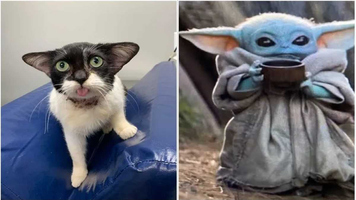 Un chaton errant aux adorables "oreilles de Yoda" est très heureux de se sentir enfin aimé