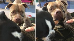 Un chien apporte un oiseau blessé à son maître et attend pour s'assurer qu’il va bien