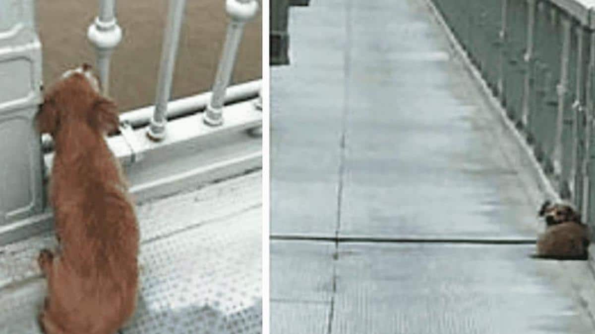 Un chien au cœur brisé attend 4 jours sur le pont après avoir vu son maître sauter dans la rivière
