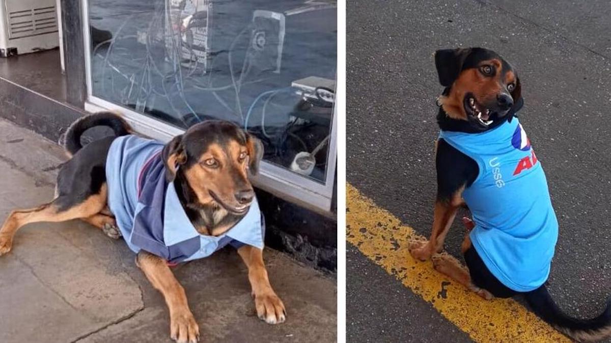 Un chien est adopté par les employés d'une station-service et adore son nouvel uniforme